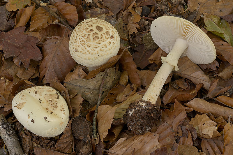 Amanita citrina